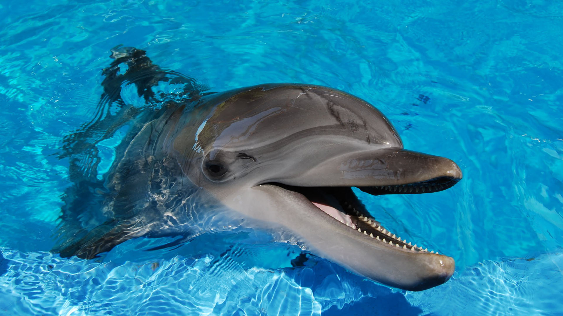 Much Do Dolphins Weigh , HD Wallpaper & Backgrounds