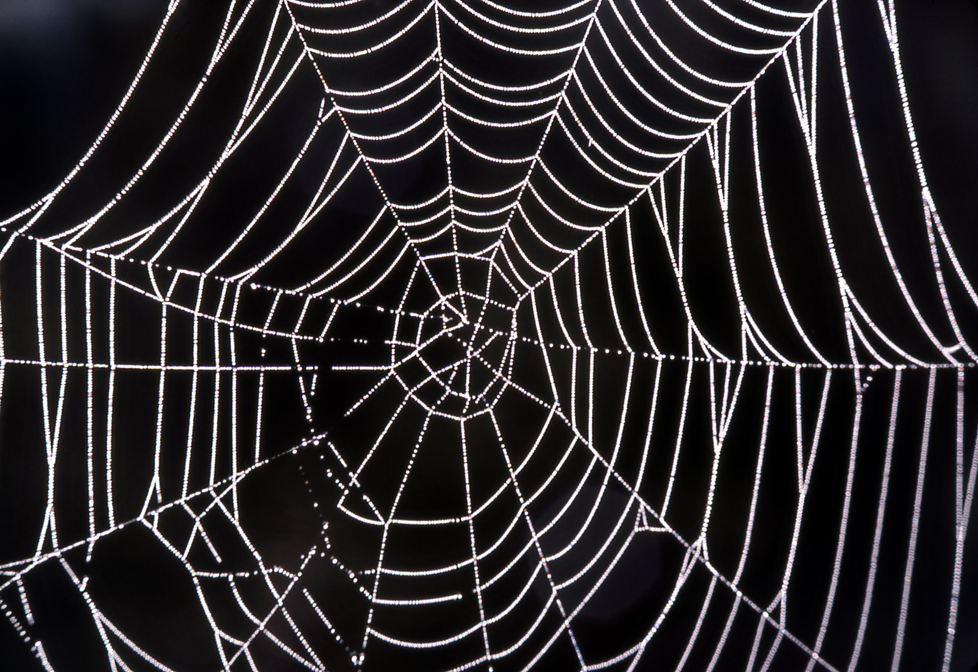 Researchers Use Lasers To Weld Spider Silk To Kevlar - Spider Silk , HD Wallpaper & Backgrounds