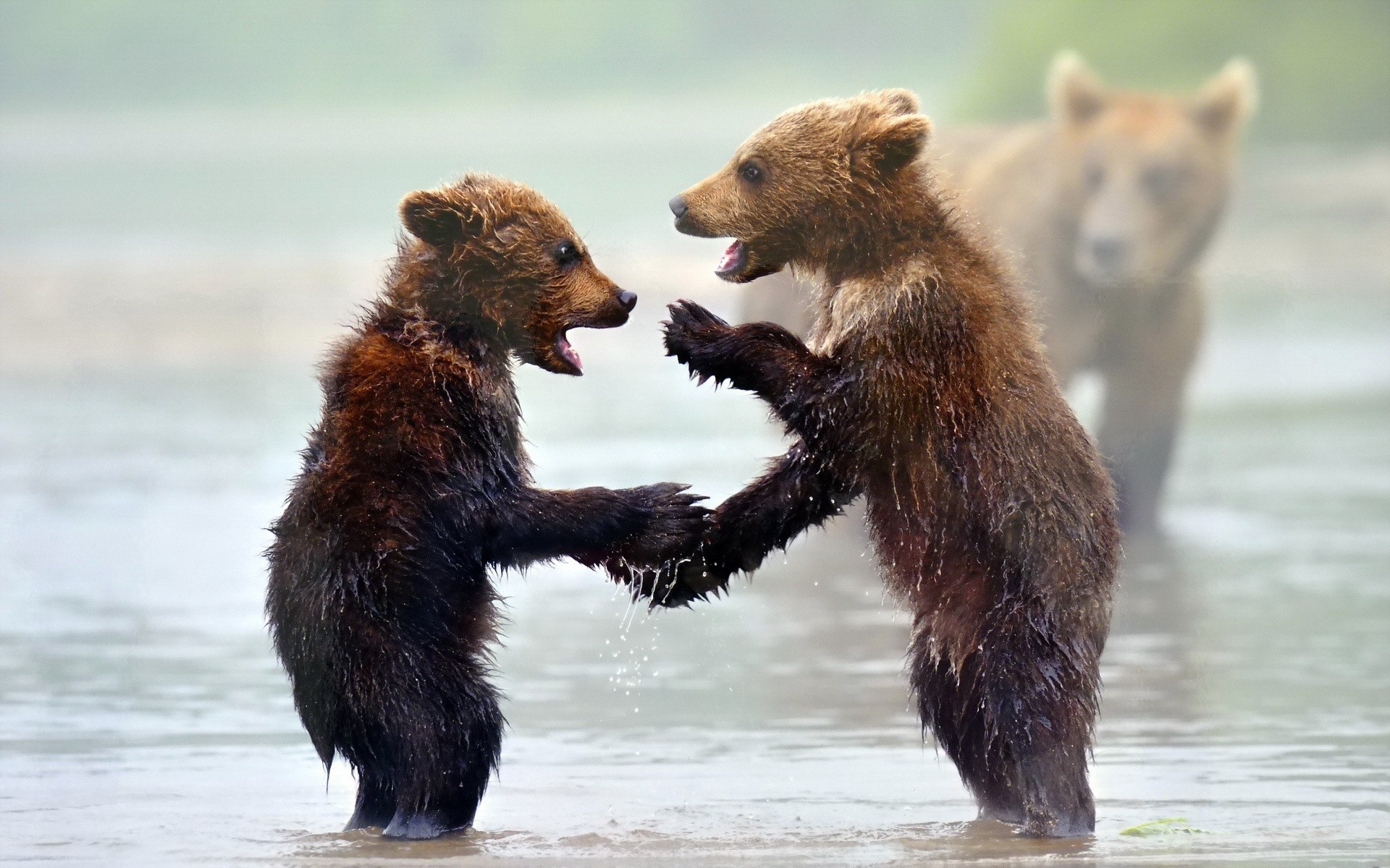 Animal Handshake Wallpaper - Bears Shaking Hands , HD Wallpaper & Backgrounds
