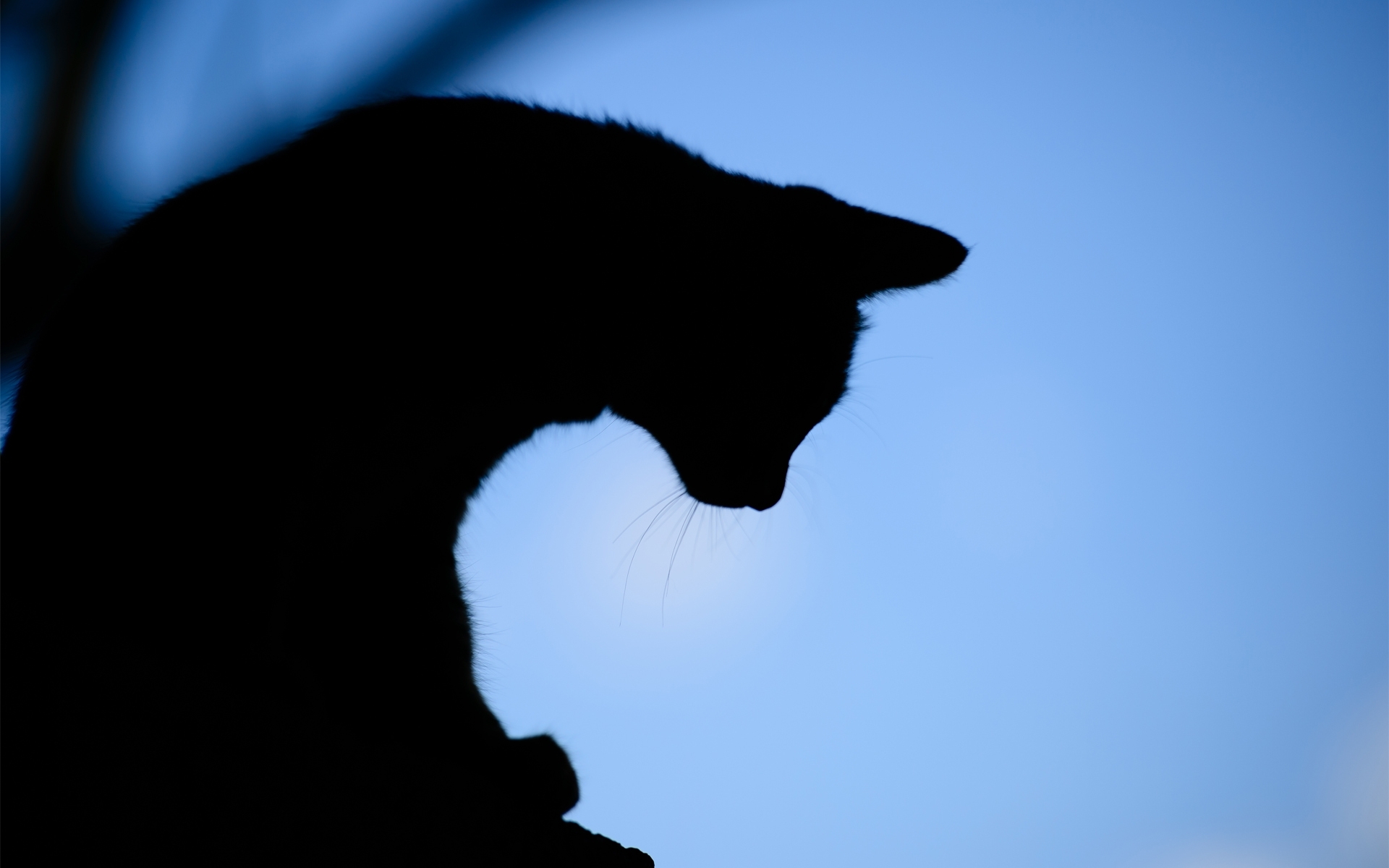 Amazing Black Cat Outline Wallpaper - Cat Silhouette With Background , HD Wallpaper & Backgrounds