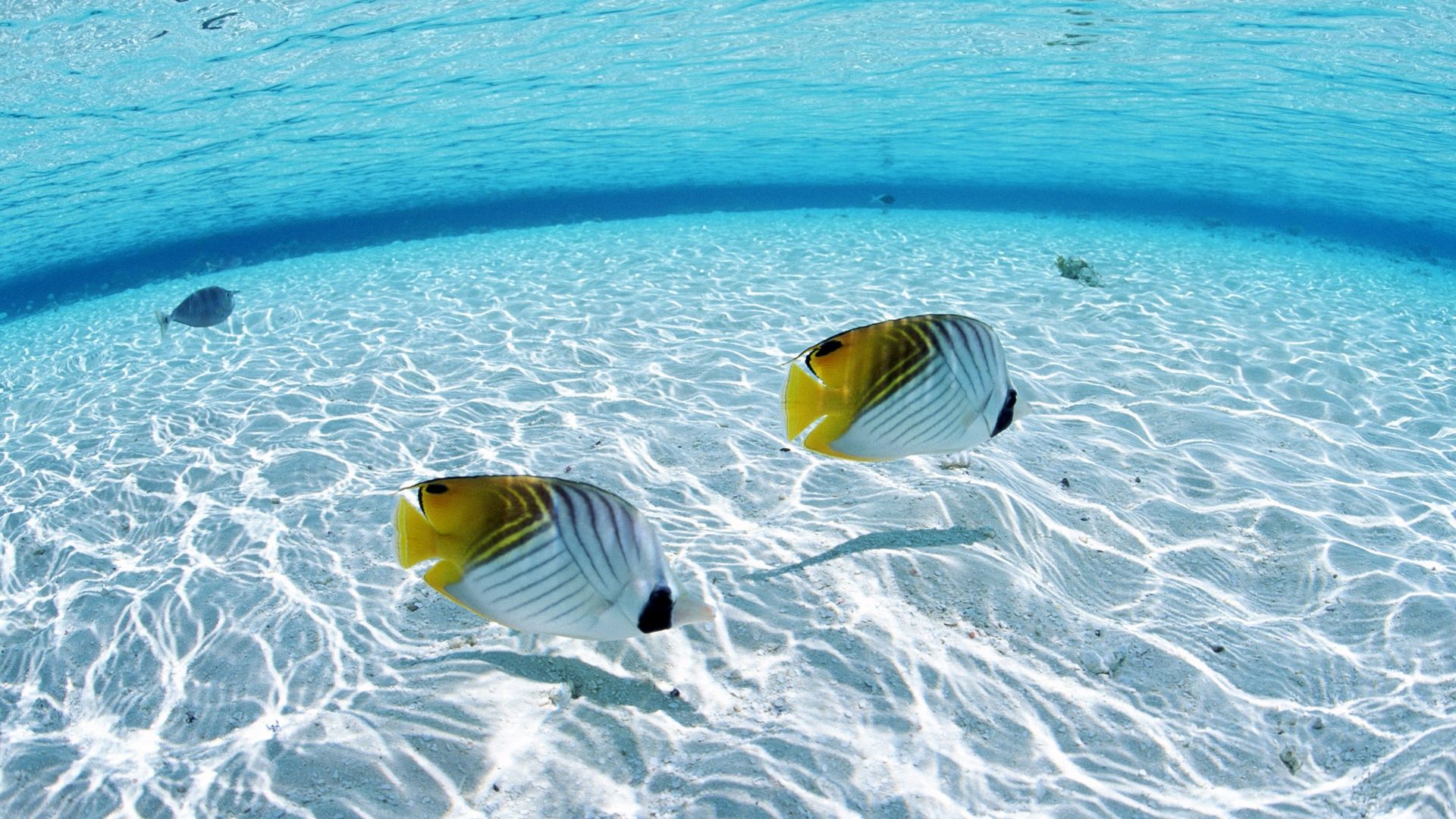 Hd Exotic Wallpapers - Under Clear Sea Water , HD Wallpaper & Backgrounds