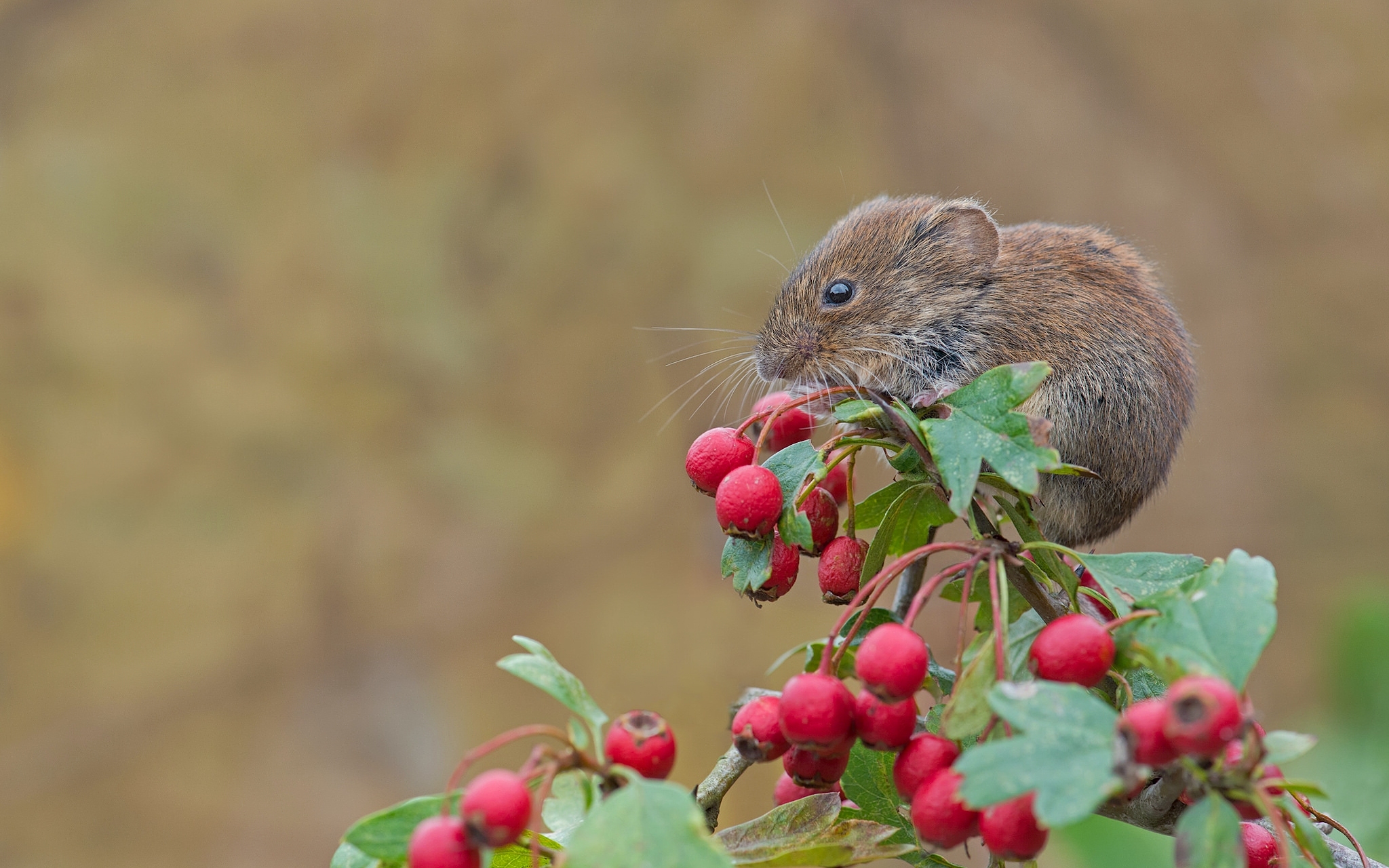 Mouse Rodent Bank Vole Berries Hawthorn - Rodent , HD Wallpaper & Backgrounds