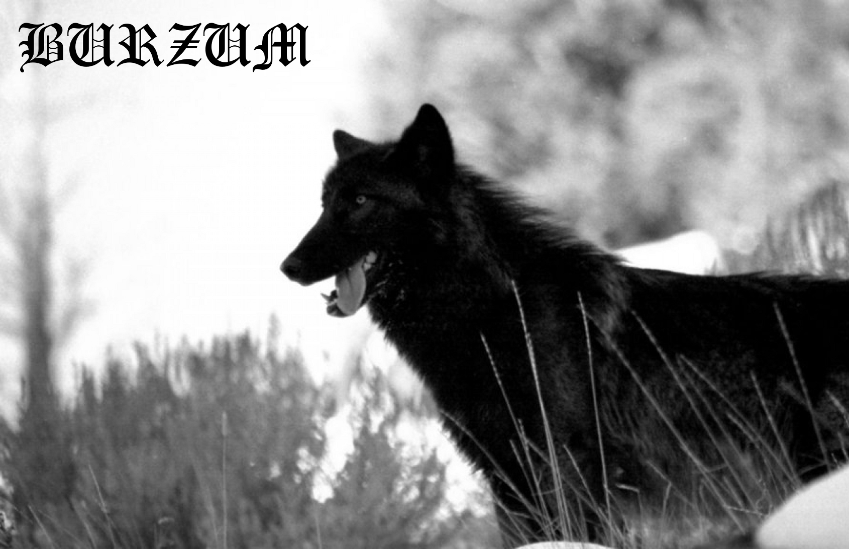 Burzum Wallpaper - Anime Wolf With Glasses , HD Wallpaper & Backgrounds