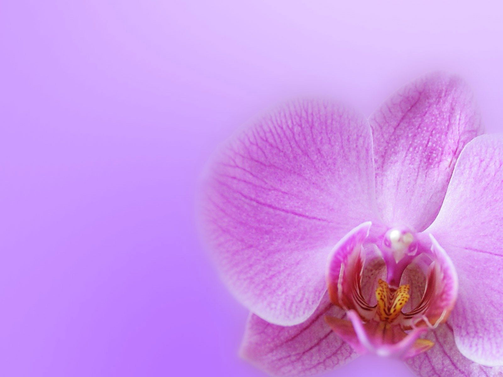 Backgrounds For Your Computer - Happy New Year With Orchids , HD Wallpaper & Backgrounds
