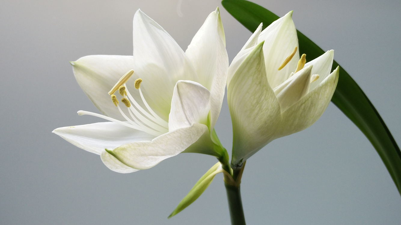 St Mary Primrose Hill Obituary Funeral Home Clare Fm - Birthday Wishes With Lily Flowers , HD Wallpaper & Backgrounds