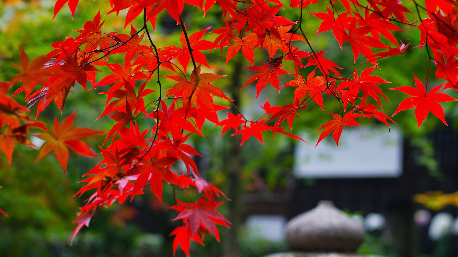 Gmail - Red Maple , HD Wallpaper & Backgrounds