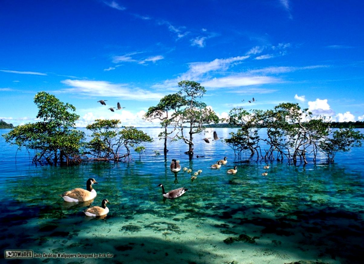 National Geographic Images Amazing Nature Wallpapers - Andaman And Nicobar Islands , HD Wallpaper & Backgrounds