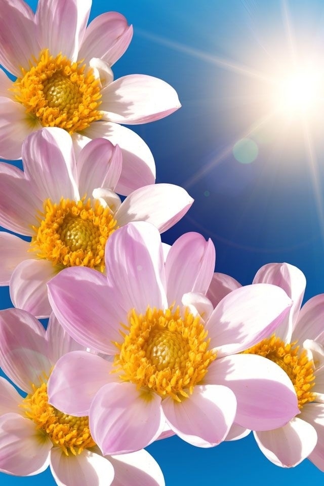Pink Daisies Sunshine Iphone 5 Wallpapers - Beautiful Flower Images Hd Free Download , HD Wallpaper & Backgrounds