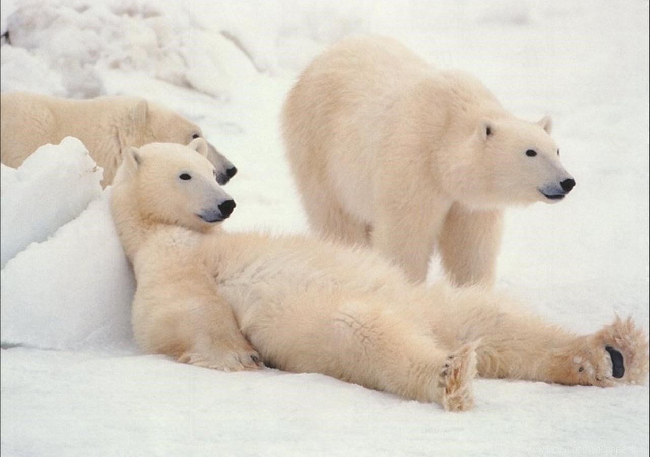 Thomas Mangelsen Polar Bears , HD Wallpaper & Backgrounds