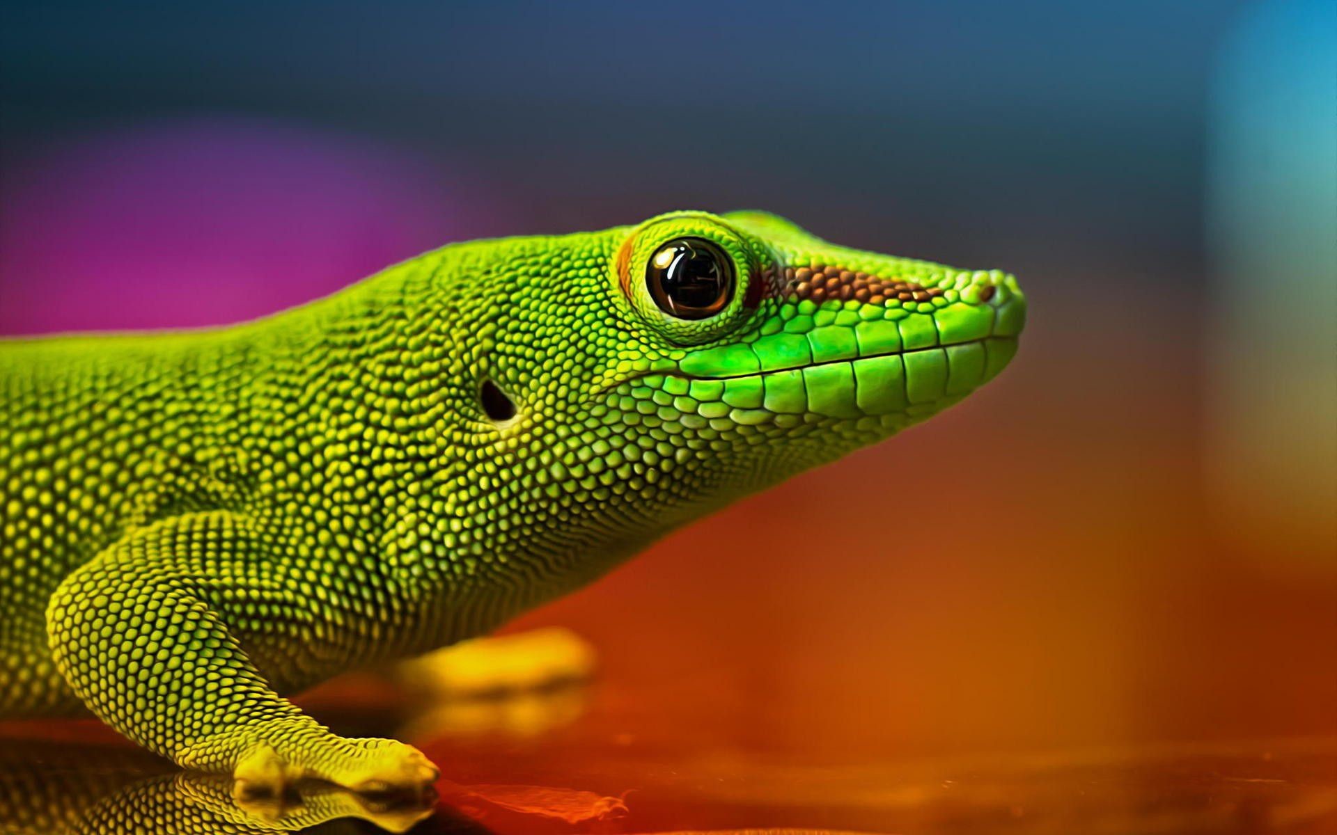 Top 20 Best 4k Ultra Hd Wallpapers - Hd Lizard , HD Wallpaper & Backgrounds