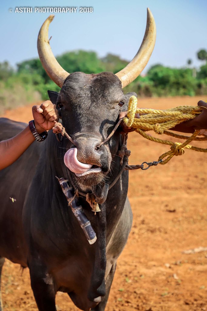 Jallikattu Hd Image - Jallikattu Bulls Wallpaper Hd Images Download , HD Wallpaper & Backgrounds