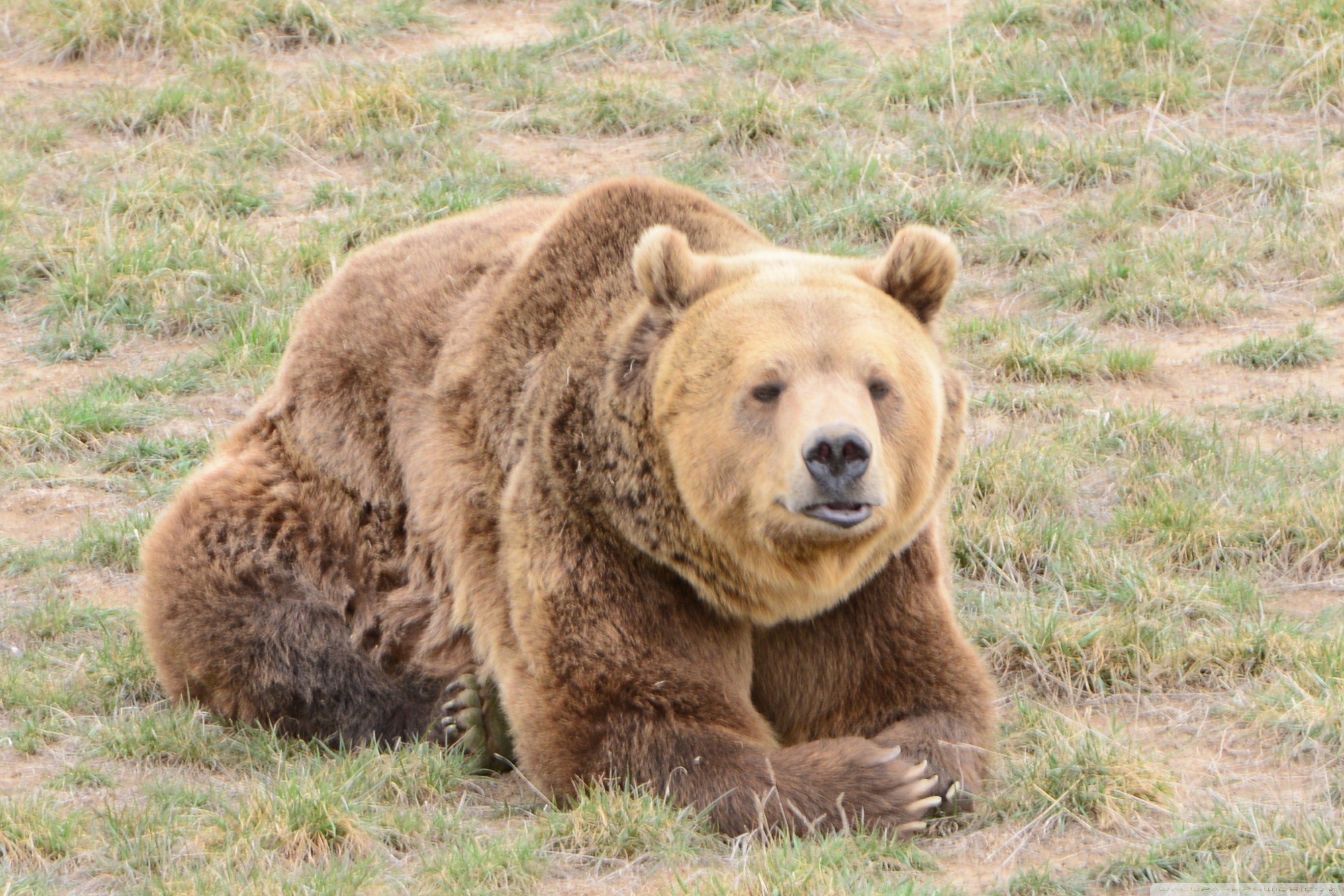 Grizzly Wallpapers - 1680 X 1050 Bear , HD Wallpaper & Backgrounds