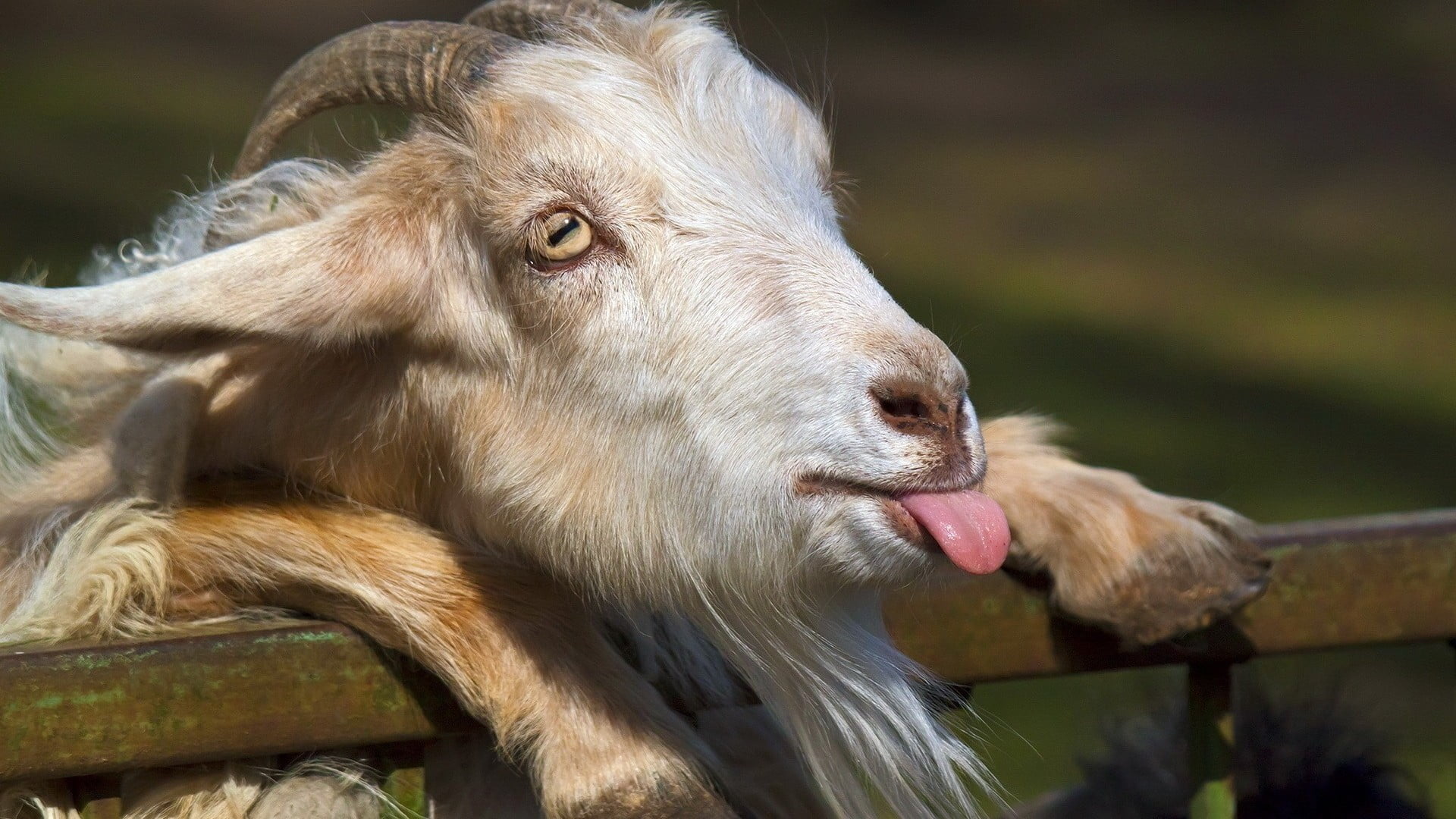Indian Sports 1080p, 2k, 4k, 5k Hd Wallpapers Free - Funny Goat With Horns , HD Wallpaper & Backgrounds