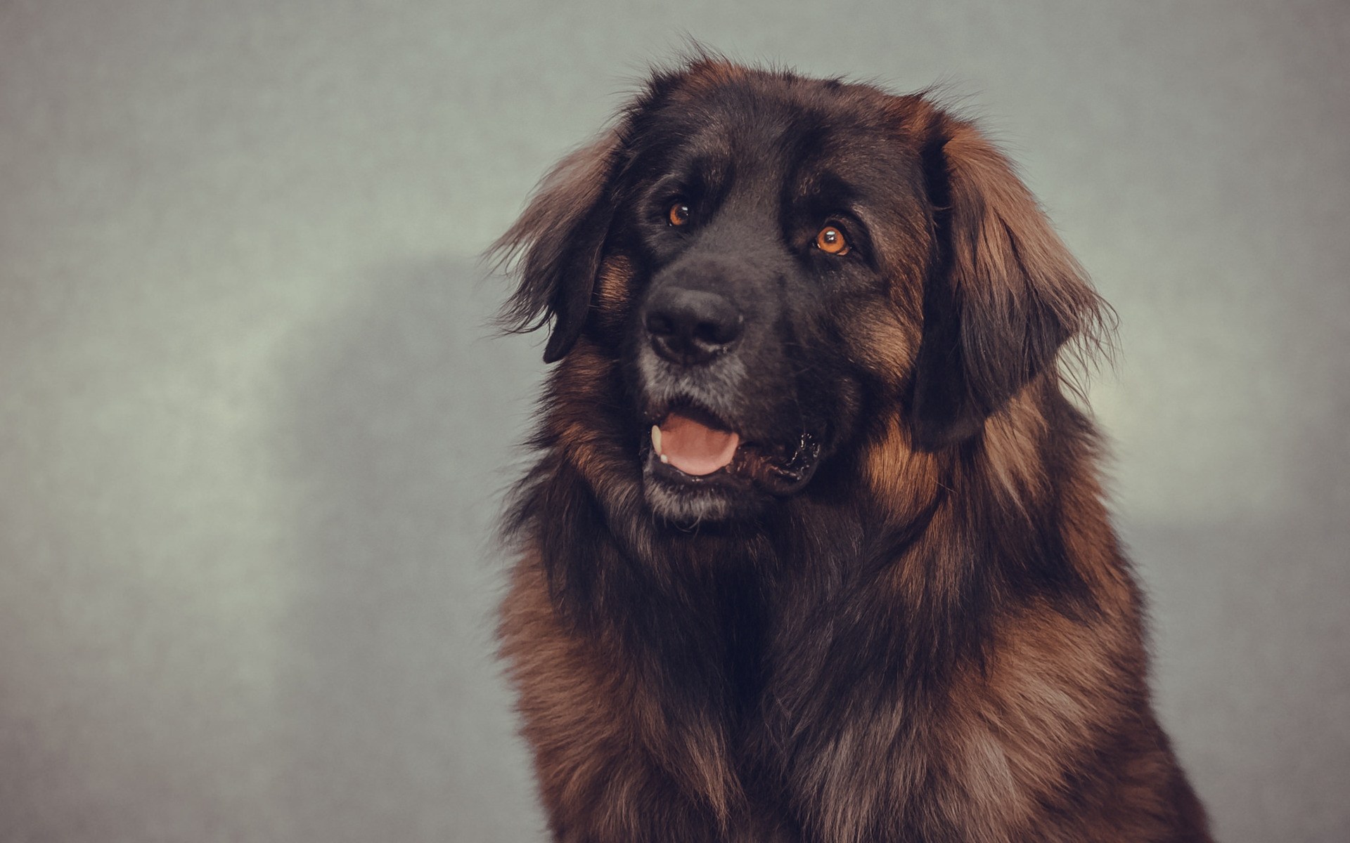 Big Brown Dog Uhd Wallpapers Ultra High Definition - Big Brown Dog , HD Wallpaper & Backgrounds