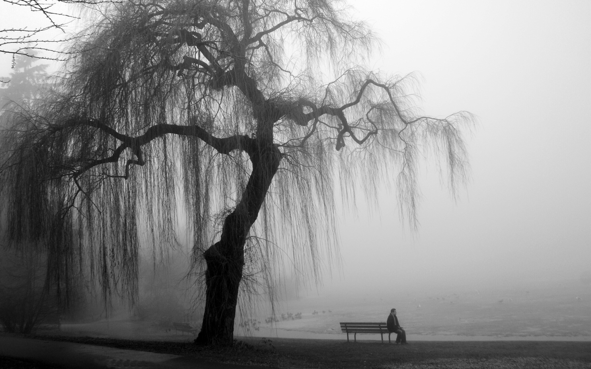 Widescreen Wallpapers Of Black And White Nature Black And White