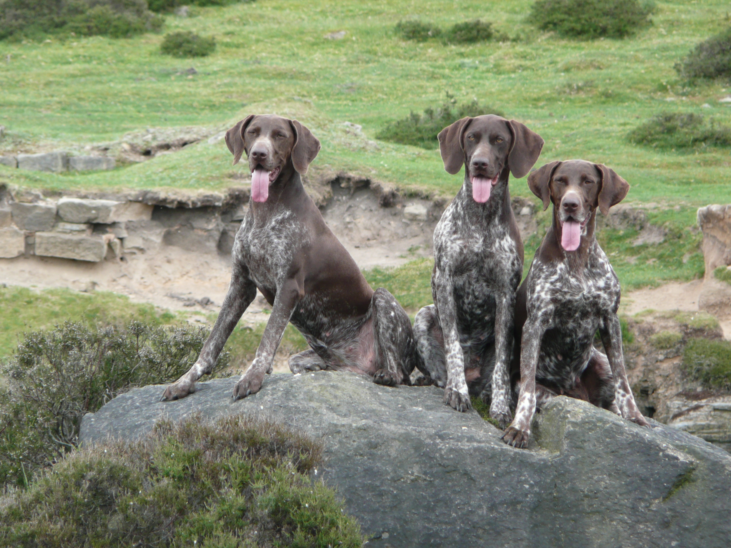 Three German Shorthaired Pointer Dogs Wallpaper - German Pointer , HD Wallpaper & Backgrounds