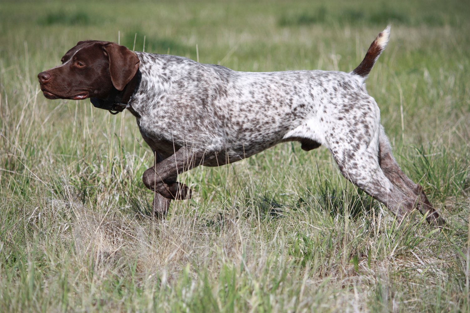 Watching German Shorthaired Pointer Dog Wallpaper - Hunting Dogs That Dont Shed , HD Wallpaper & Backgrounds