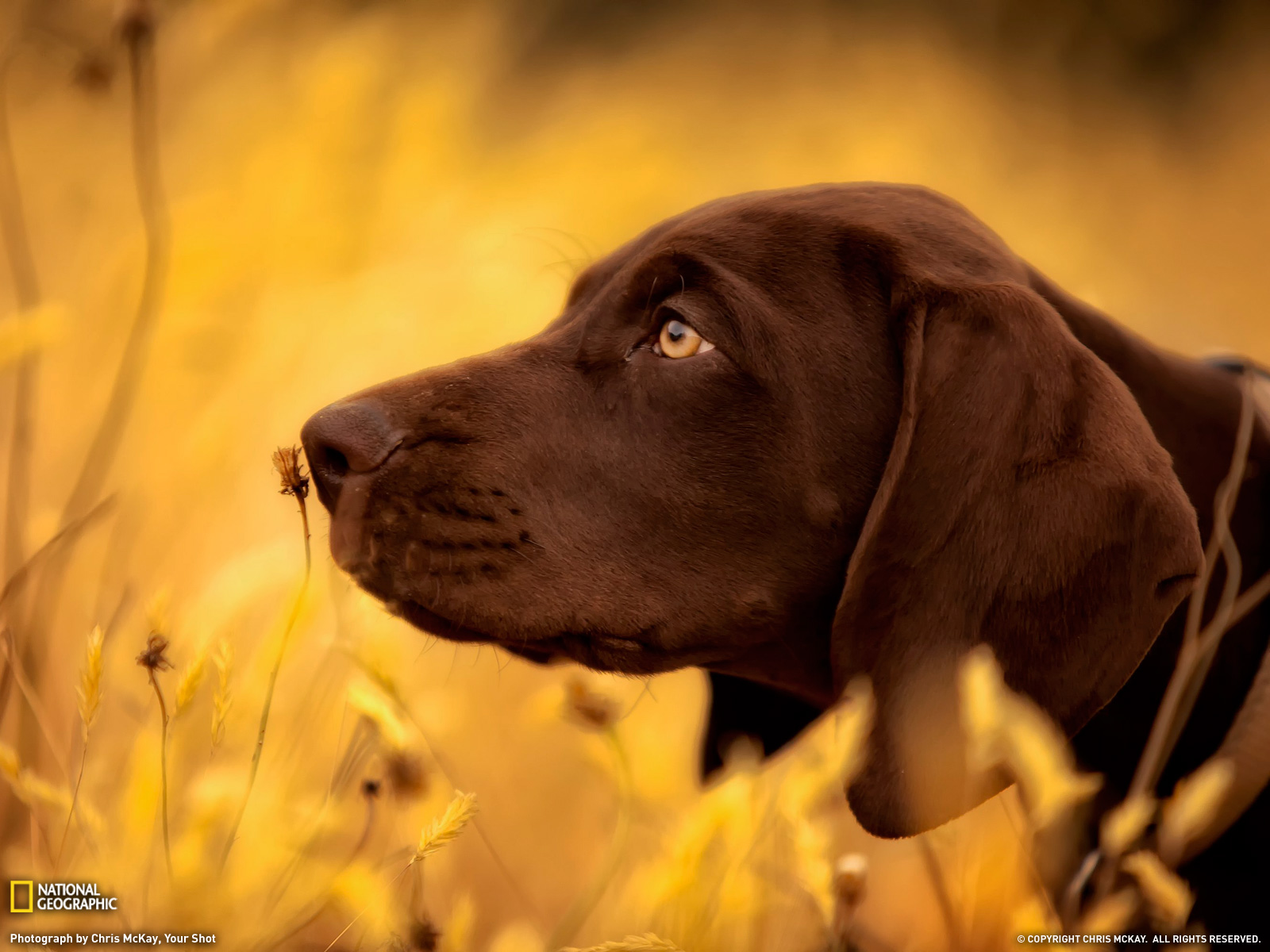 German Shorthaired Pointer Wallpaper Hd - German Shorthaired Brown Lab , HD Wallpaper & Backgrounds