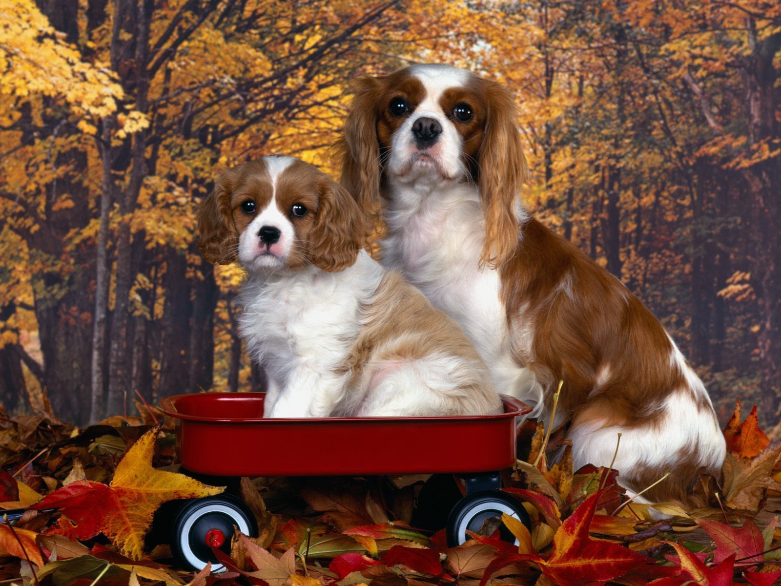 Cavalier King Charles Spaniel - King Charles Cavalier Family , HD Wallpaper & Backgrounds