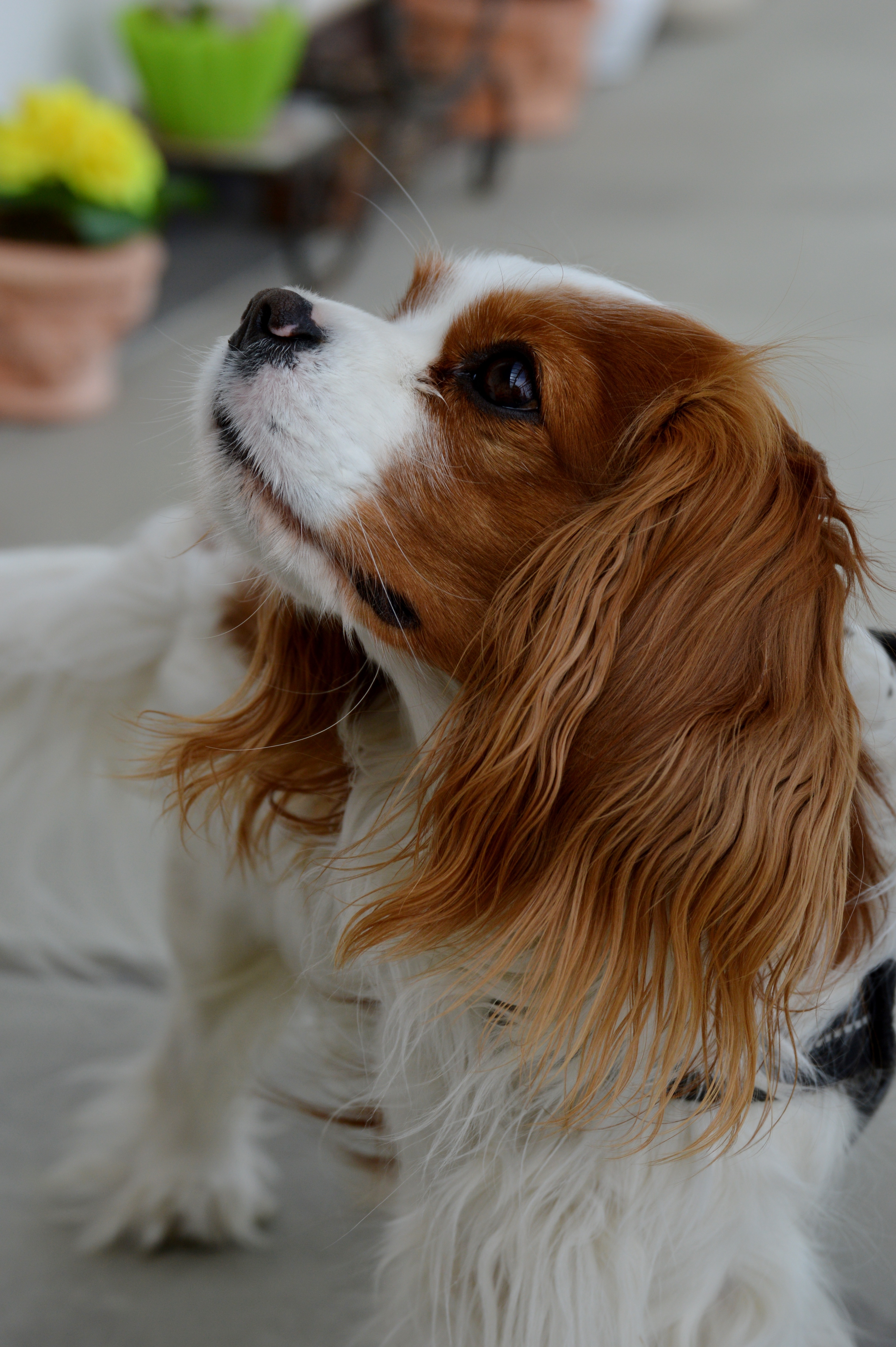 White And Tan Cavalier King Charles Spaniel - King Charles Spaniel Brown And White , HD Wallpaper & Backgrounds