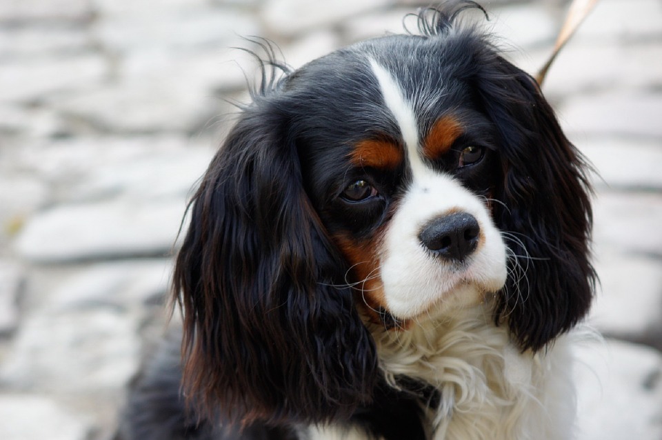 Dog, Spaniel, Cavalier, King Charles - Cavalier King Charles Spaniel , HD Wallpaper & Backgrounds