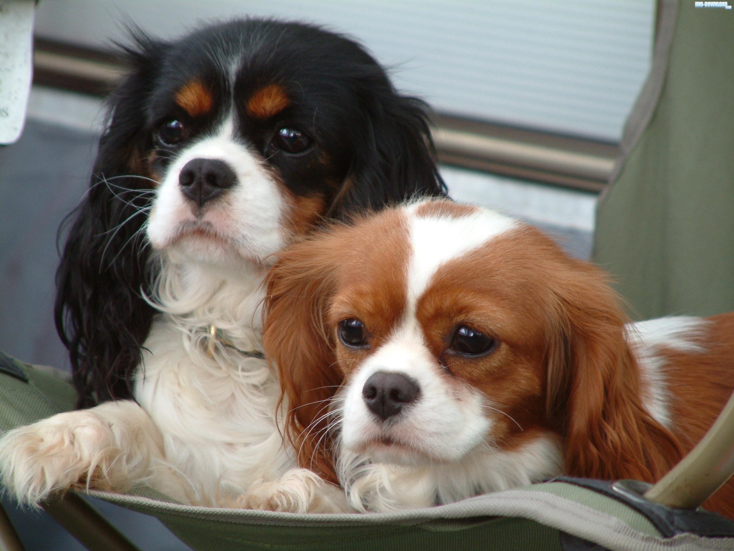 Cavalier King Charles Spaniel - Cavalier King Charles Hd , HD Wallpaper & Backgrounds