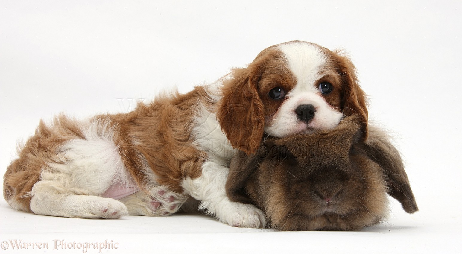 Cavalier King Charles Spaniel And Rabbit , HD Wallpaper & Backgrounds