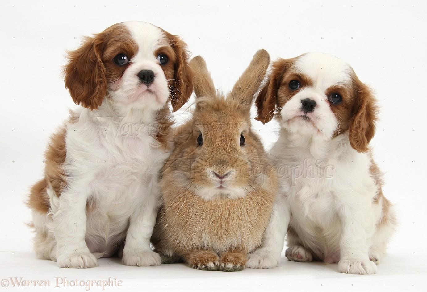 Cavalier King Charles Spaniel Wallpapers Hd - King Charles Spaniel And Bunny , HD Wallpaper & Backgrounds