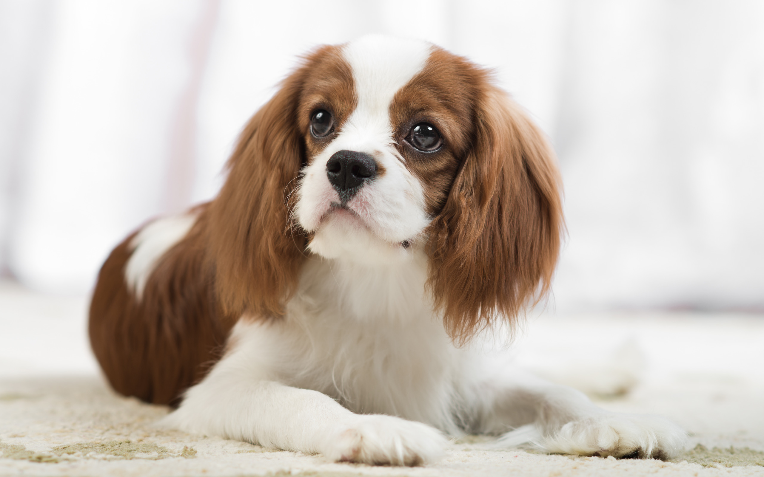 Cavalier King Charles Spaniel, White Brown Dogs, Cute - King Charles Spaniel Wallpaper Phone , HD Wallpaper & Backgrounds