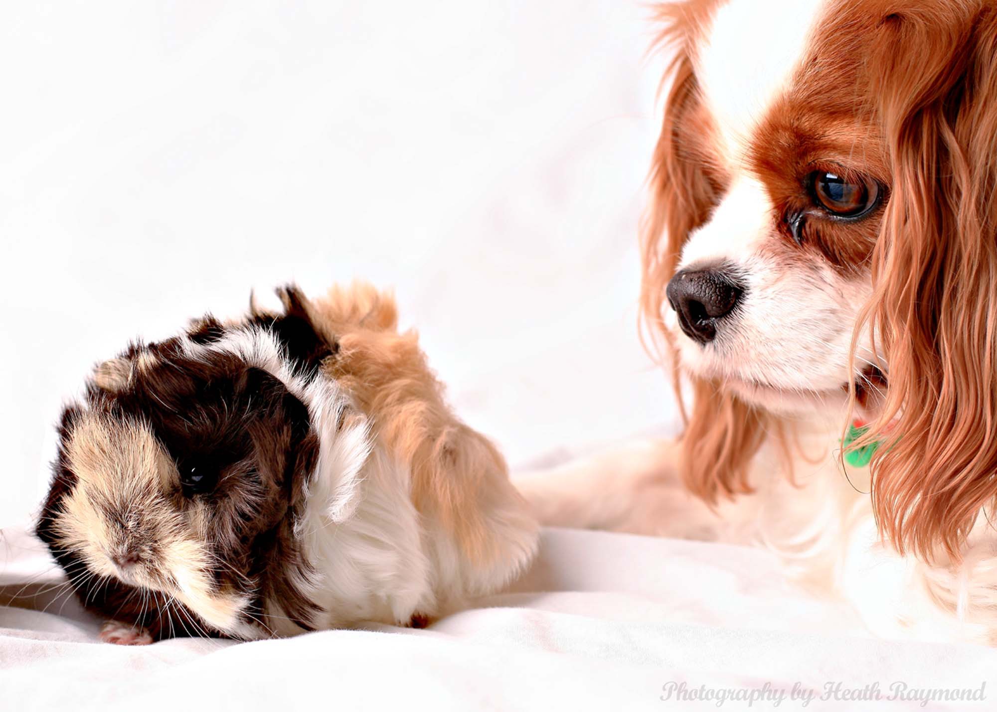 King Charles Spaniel Wallpaper - King Charles Cavalier And Hamster , HD Wallpaper & Backgrounds