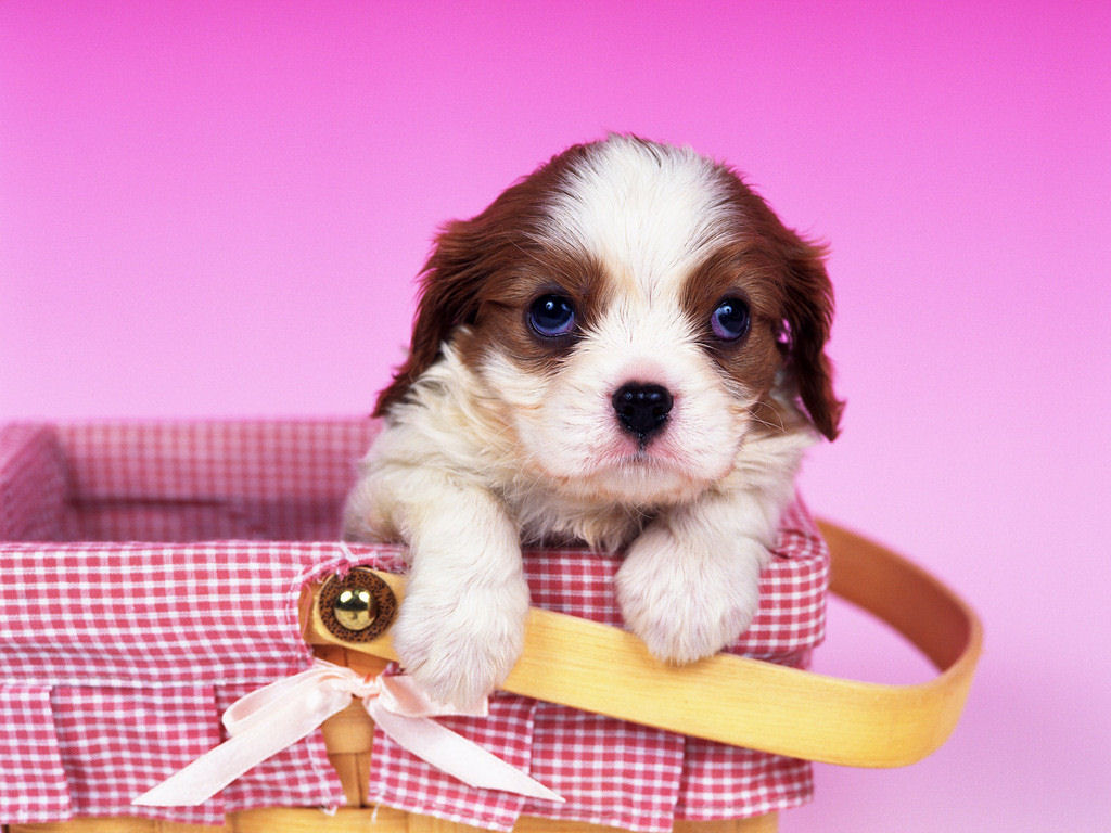 Cavalier King Charles Spaniel Cute Puppy Wallpaper , HD Wallpaper & Backgrounds