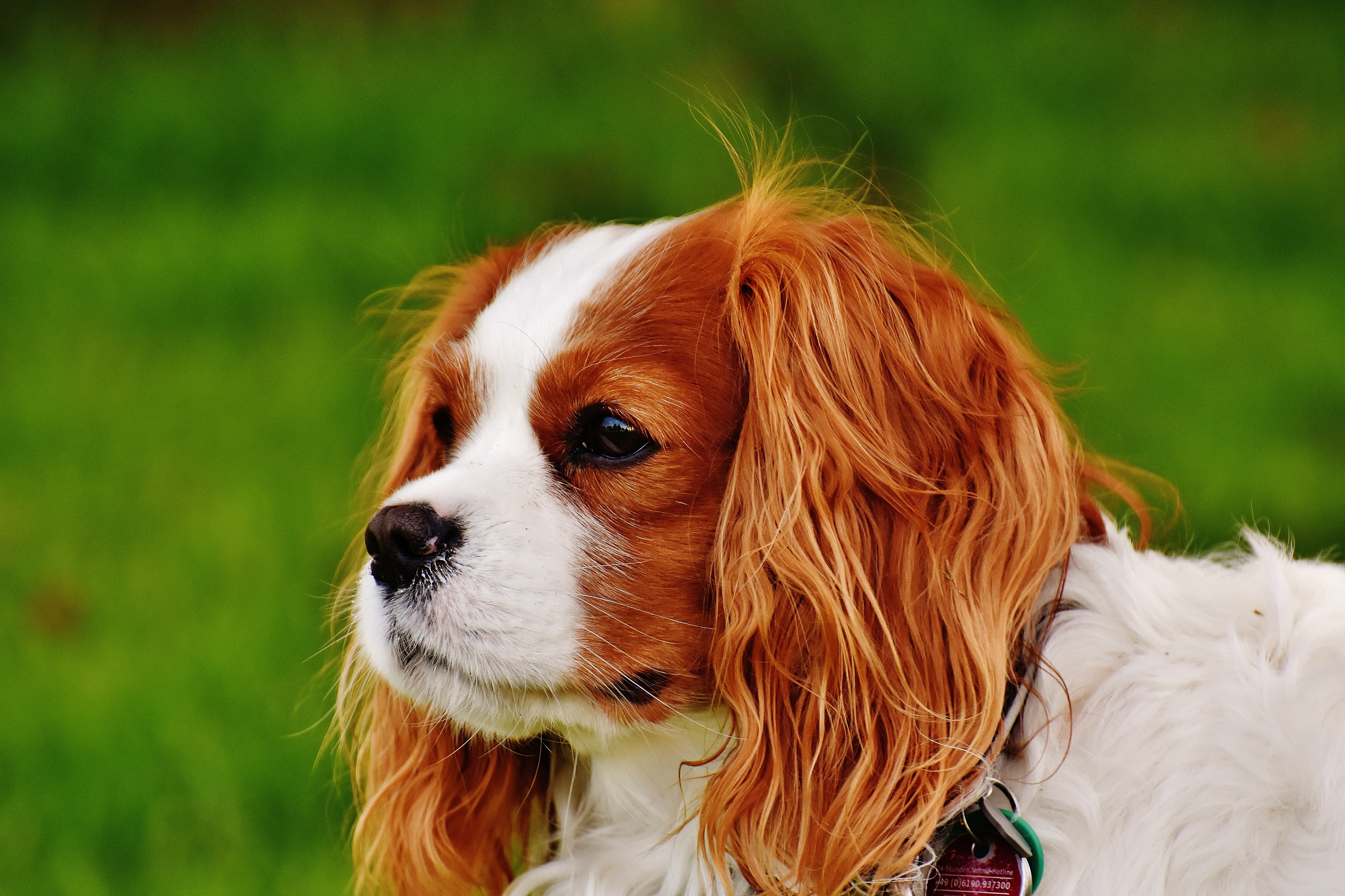 King Charles Cavalier Adults , HD Wallpaper & Backgrounds