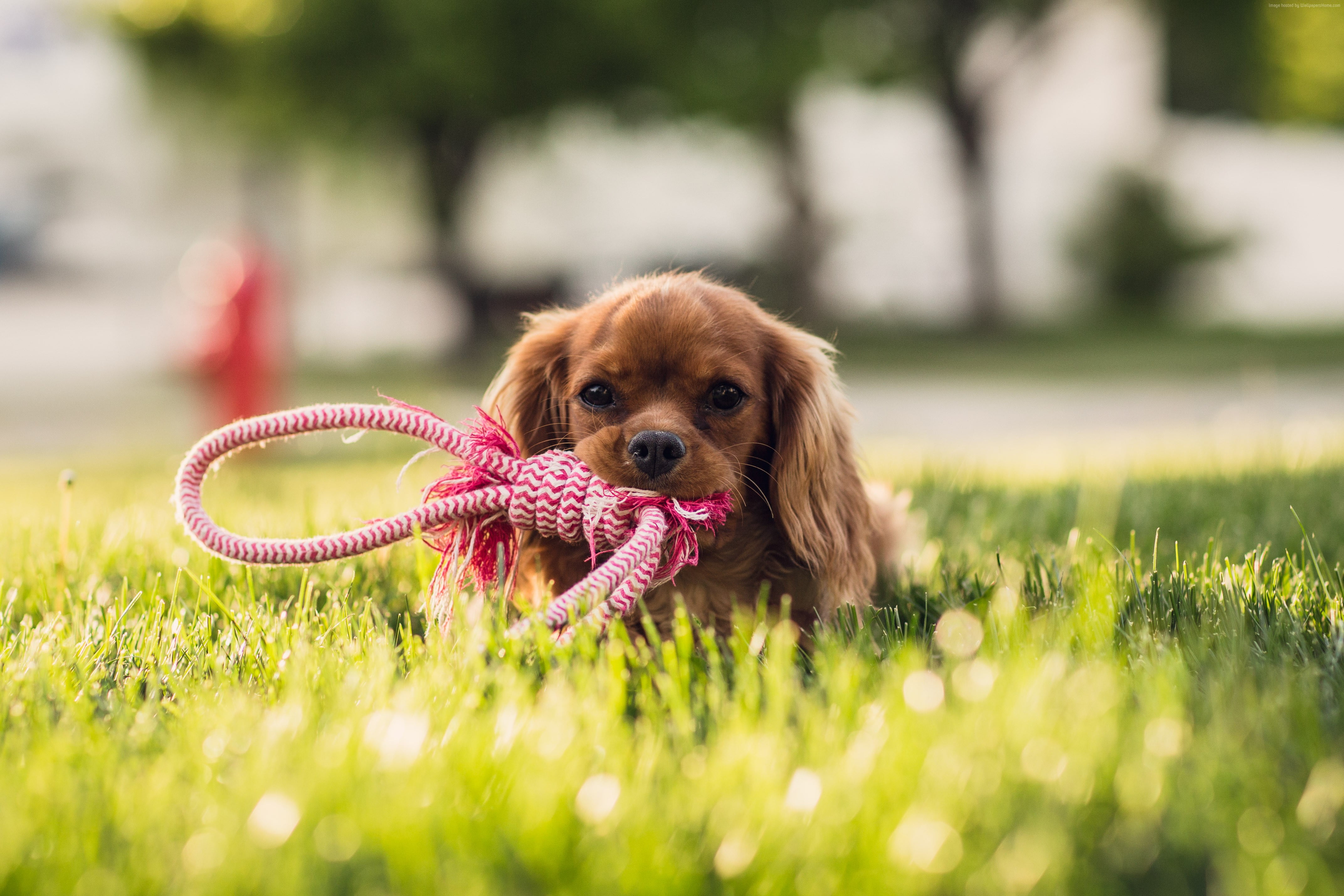 Closeup Photo Of Ruby Cavalier King Charles Spaniel - Dog Photography High Quality , HD Wallpaper & Backgrounds