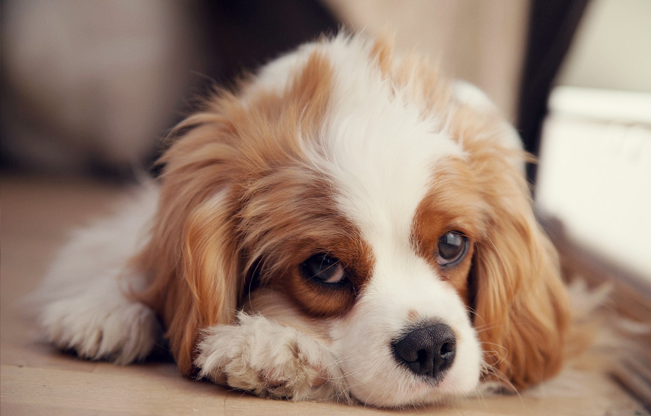 Photo Wallpaper Puppy, Spaniel, Sad, The Cavalier King - Cavalier King Charles Spaniel Tapety , HD Wallpaper & Backgrounds