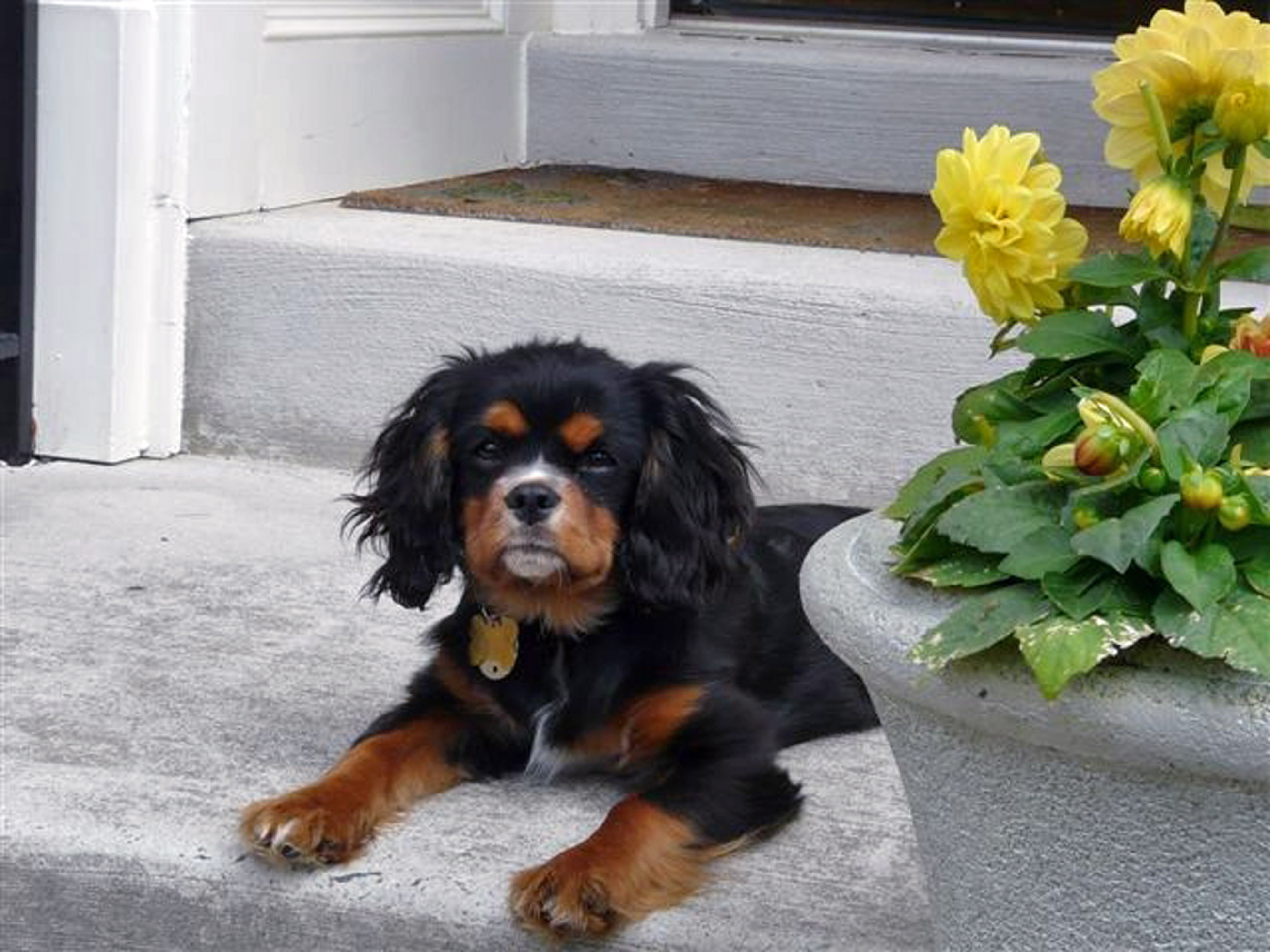 Cavalier King Charles Spaniel Black And Tan - Cavalier King Charles Spaniel Black , HD Wallpaper & Backgrounds