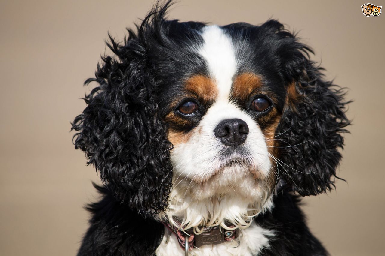 Cavalier King Charles Spaniel Wallpaper - Curly Haired Cavalier King Charles , HD Wallpaper & Backgrounds