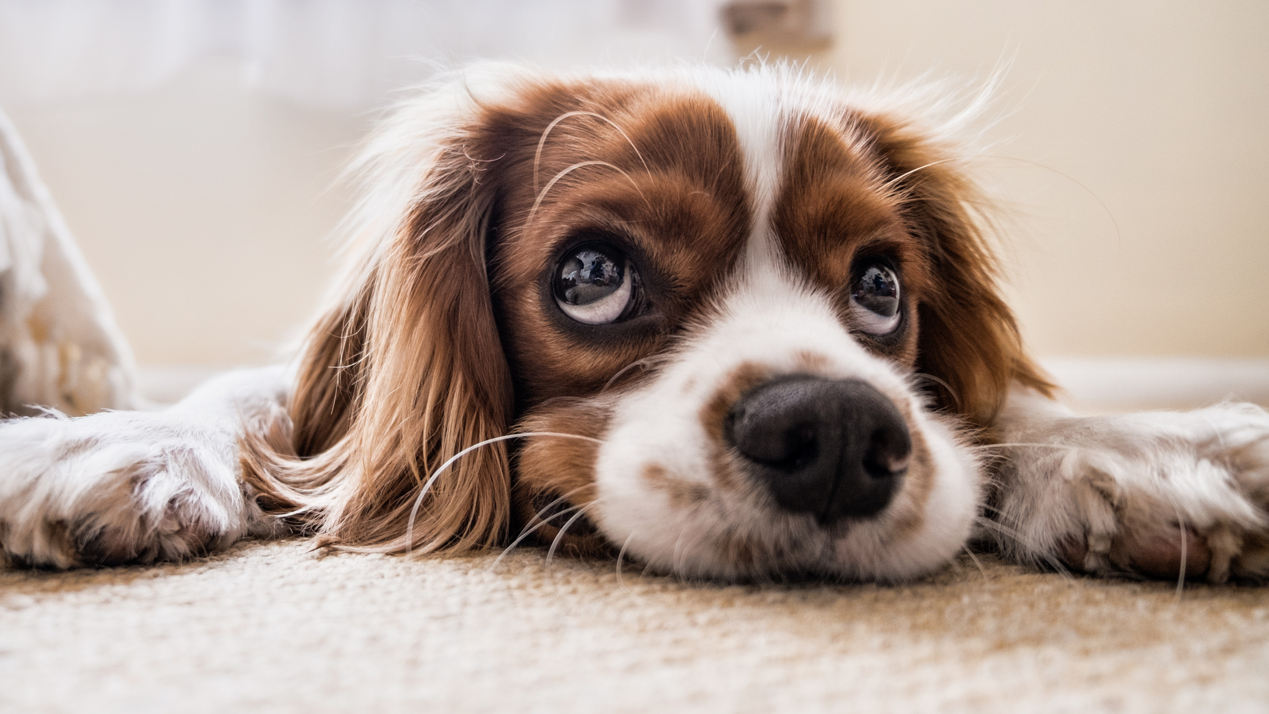 Wallpaper Cavalier King Charles Spaniel, Calm And Relaxed, , HD Wallpaper & Backgrounds
