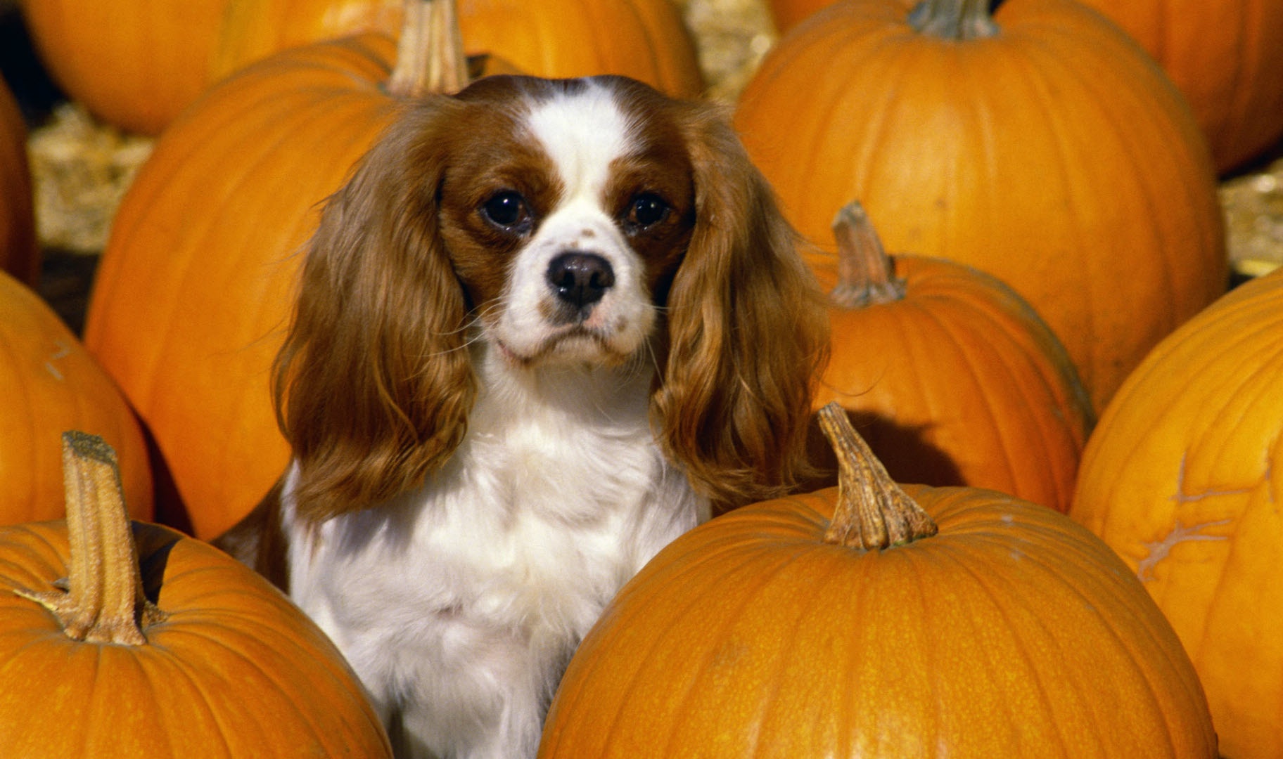 Click Here To See More Information About Cavalier King - Cavalier King Charles Spaniel , HD Wallpaper & Backgrounds