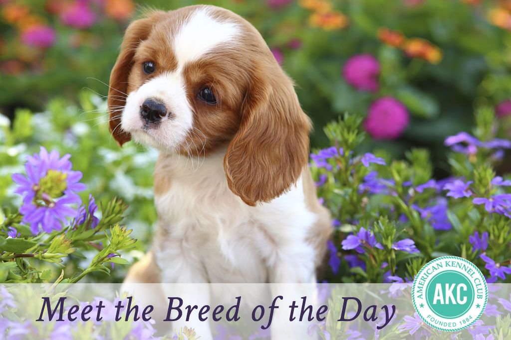 King Charles Spaniel Backgrounds, Compatible - Cavalier King Charles Spaniel Cute , HD Wallpaper & Backgrounds