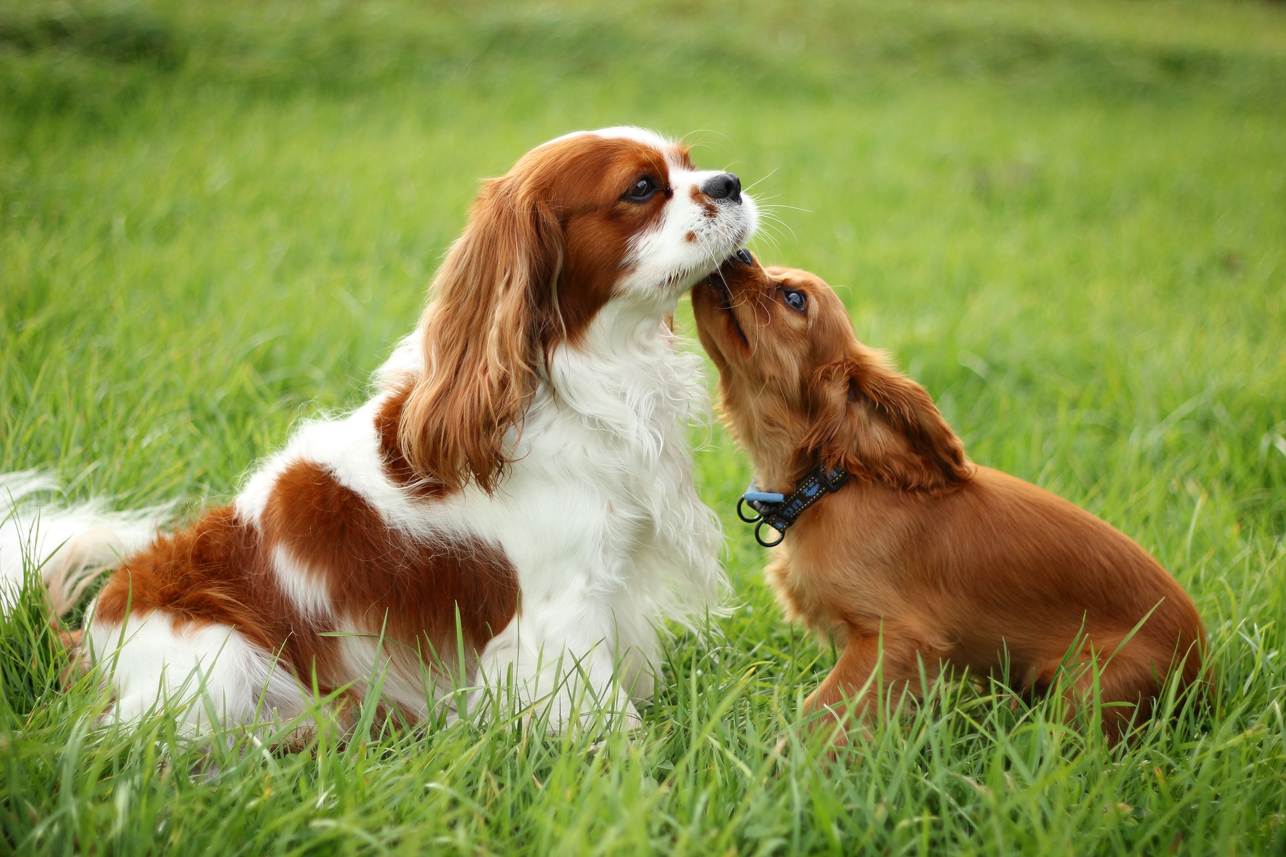 Cavalier King Charles Spaniel With Clear Background - Cavalier King Charles Spaniel Australian Dogs , HD Wallpaper & Backgrounds