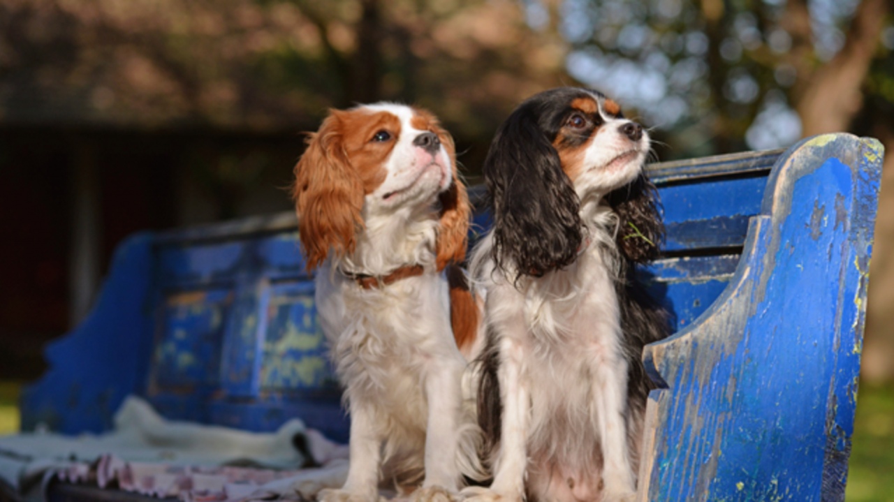 Prince Charles Cavalier Puppies 9 Regal Facts About , HD Wallpaper & Backgrounds