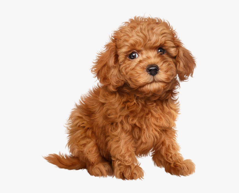 Graphic Royalty Free Stock Chiens Puppies Wallpapers - Cavalier King Charles Puppy Ruby , HD Wallpaper & Backgrounds