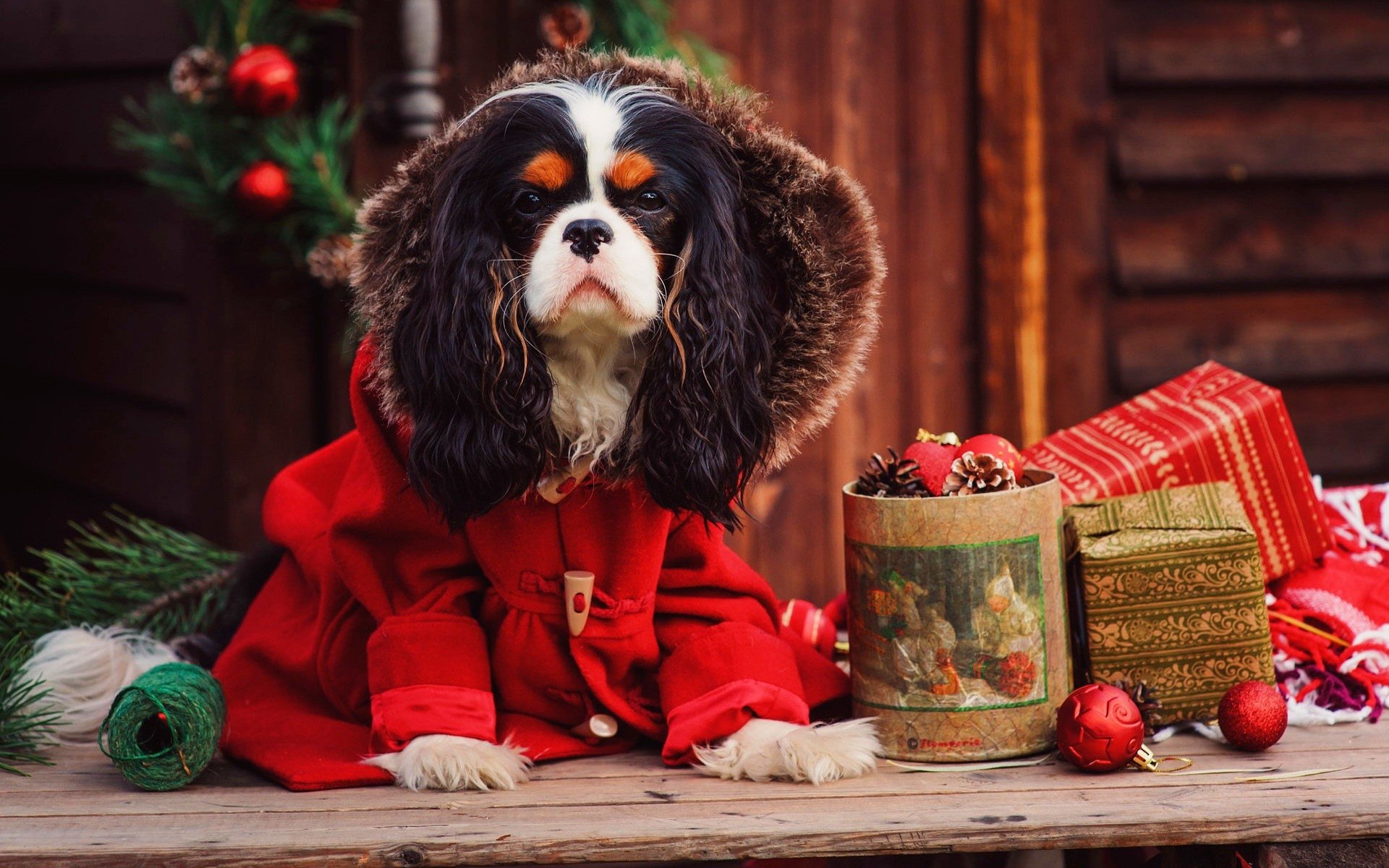 King Charles Spaniel Pet Puppy - Christmas Full Hd Wallpapers Dog , HD Wallpaper & Backgrounds