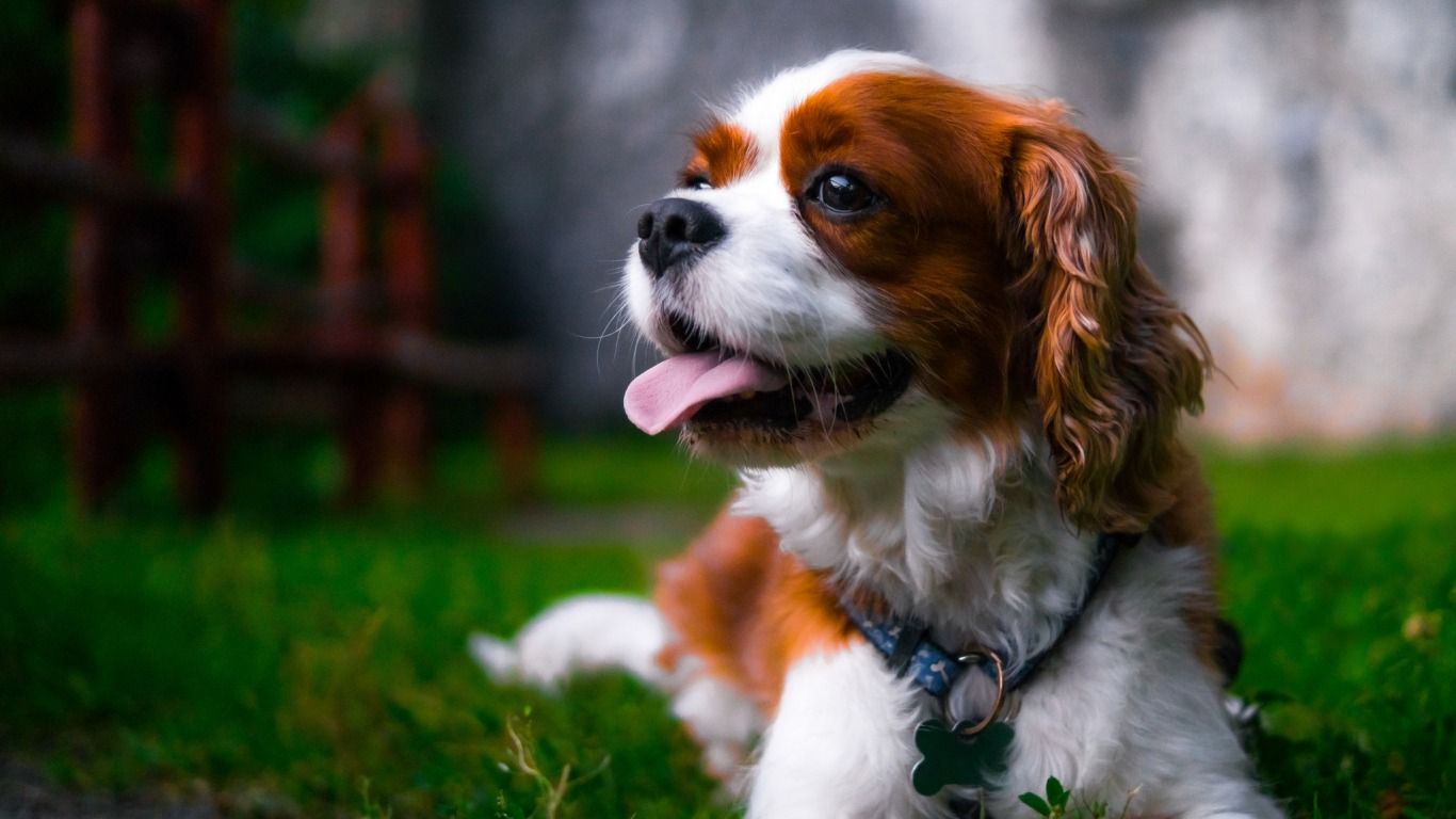 Download Wallpaper Bokeh, The Cavalier King Charles - Cavalier King Charles Spaniel Hund , HD Wallpaper & Backgrounds