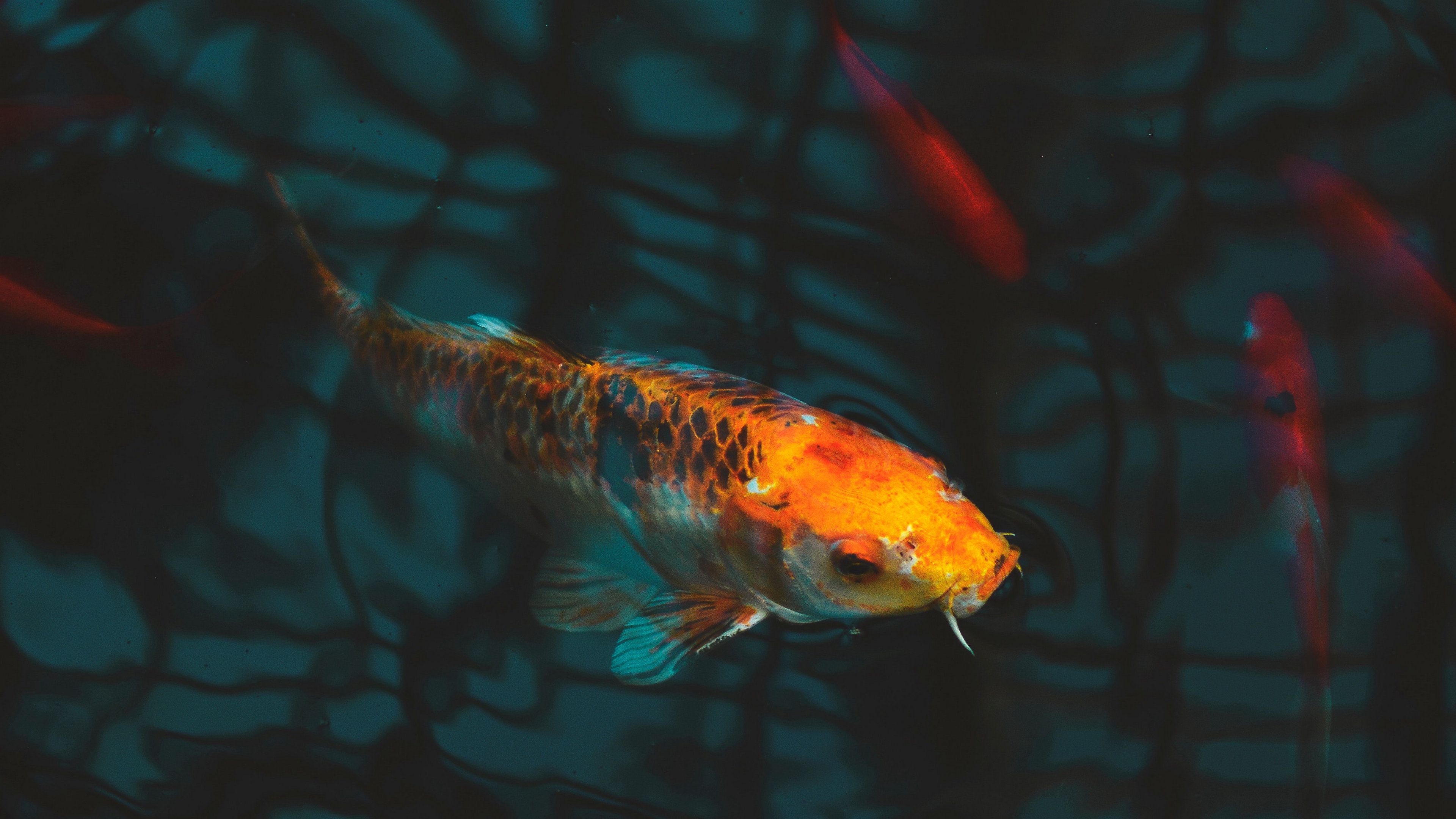Download Wallpaper Fish, Carp, Koi, Aquarium - Koi Fish Wallpaper 4k On