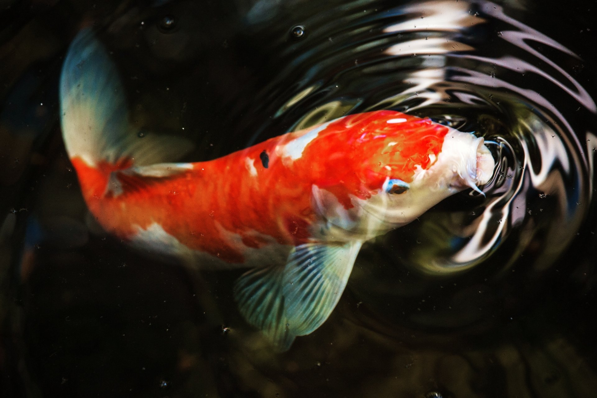 1 4k Ultra Hd Koi Carp Wallpapers - Koi Fish Wallpaper 4k , HD Wallpaper & Backgrounds