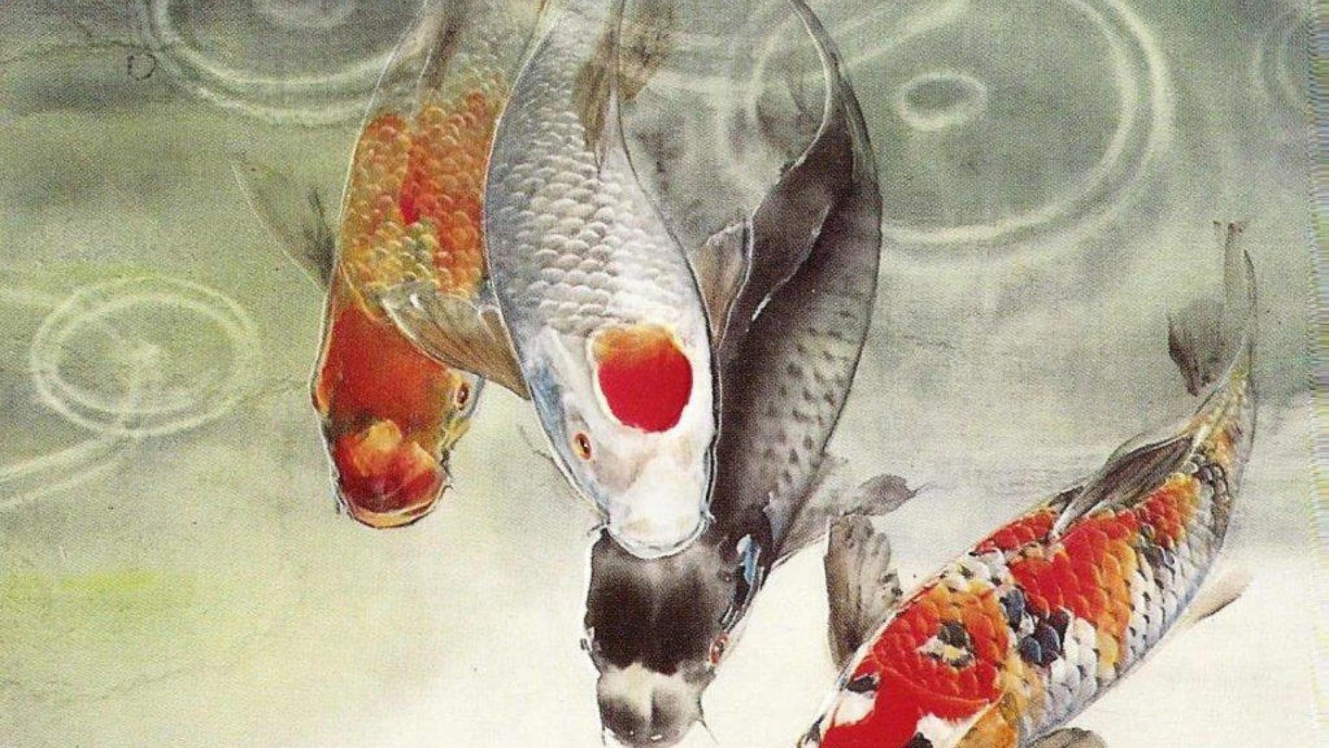 Koi Fish Wallpaper, Japan Carp - Japanese Koi Fish , HD Wallpaper & Backgrounds