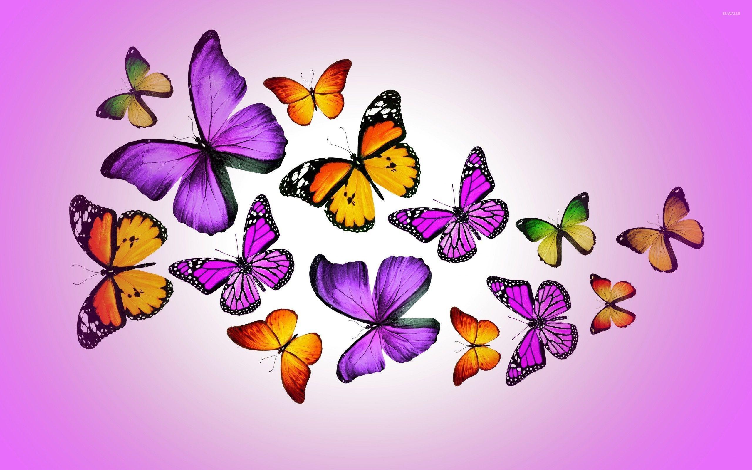 Pink And Purple Butterfly Wallpaper - Monarch Butterfly , HD Wallpaper & Backgrounds