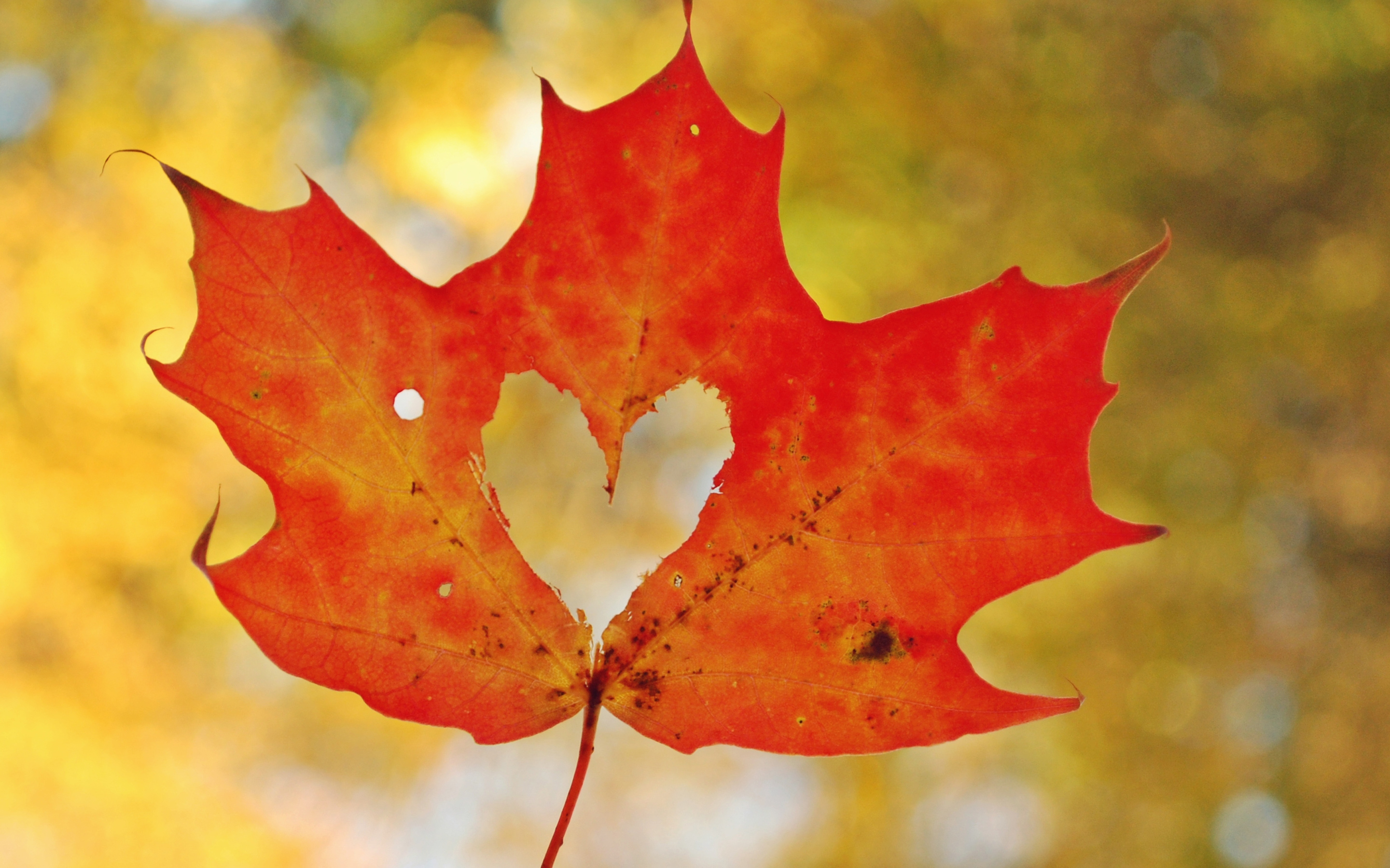 Love Heart Leaf Maple - Leaves With A Heart , HD Wallpaper & Backgrounds