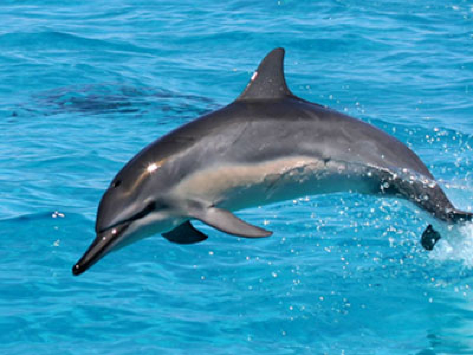 Spinner Dolphins - Spinner Dolphin , HD Wallpaper & Backgrounds